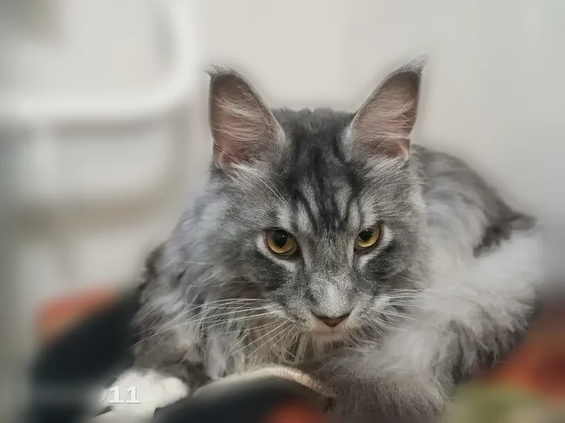 Пропала кошка, улица Комарова, 4, Сыктывкар — крупная, серо-белая, пушистая, без когтей - photo
