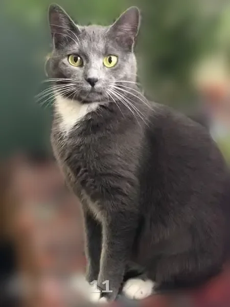 Пропала кошка, Суетово, Смоленская область — грудка белая, лапы белые - photo