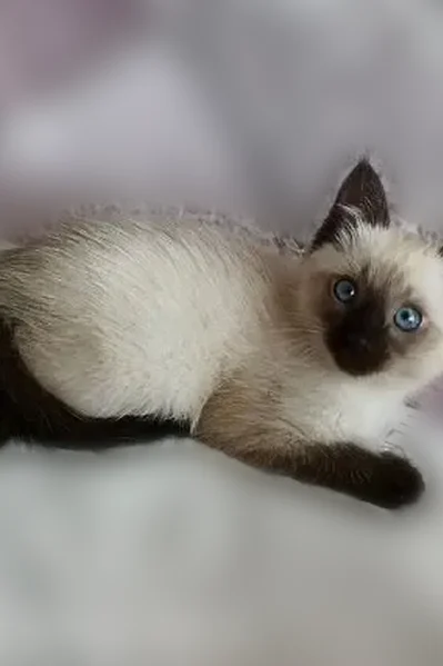 Пропала кошка, улица Кирова, 2, Степное — маленький котик 2 месяца - photo