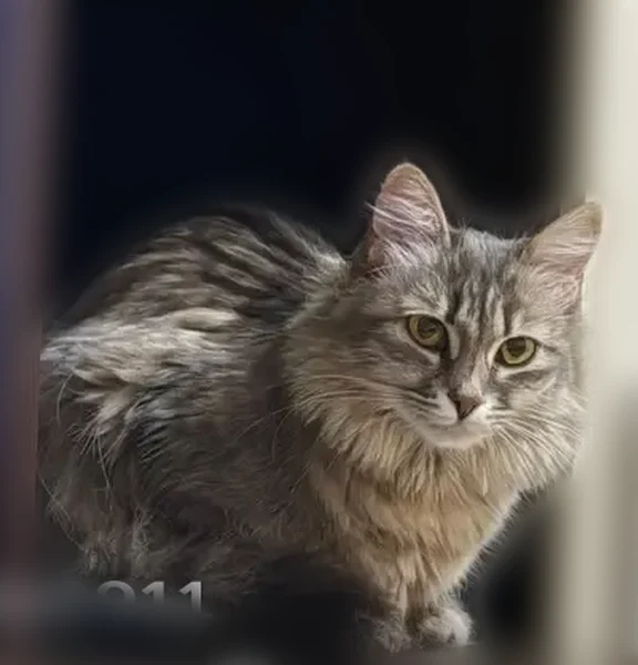 Пропала кошка, улица Карла Либкнехта, 25, Россошь — домашняя, откликается на кличку «Стася» - photo