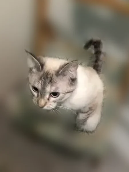 Пропала кошка, Тихий переулок, 1, Ростов-на-Дону — голубые глаза, кисточки на кончиках ушей - photo