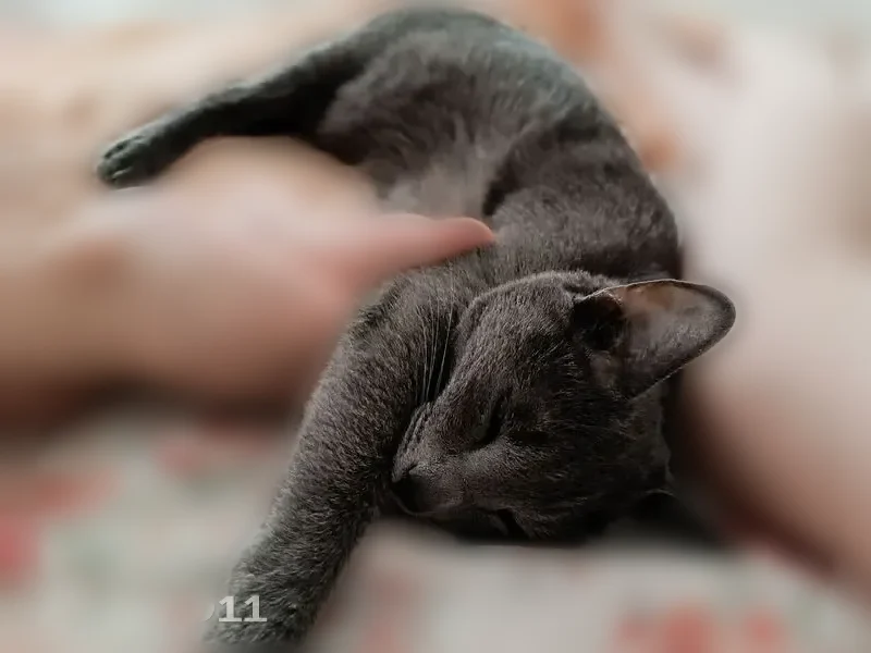 Пропала кошка, Сенькинское сельское поселение, Сенькинское — ласковая, серо-голубая, любит сидеть на руках - photo