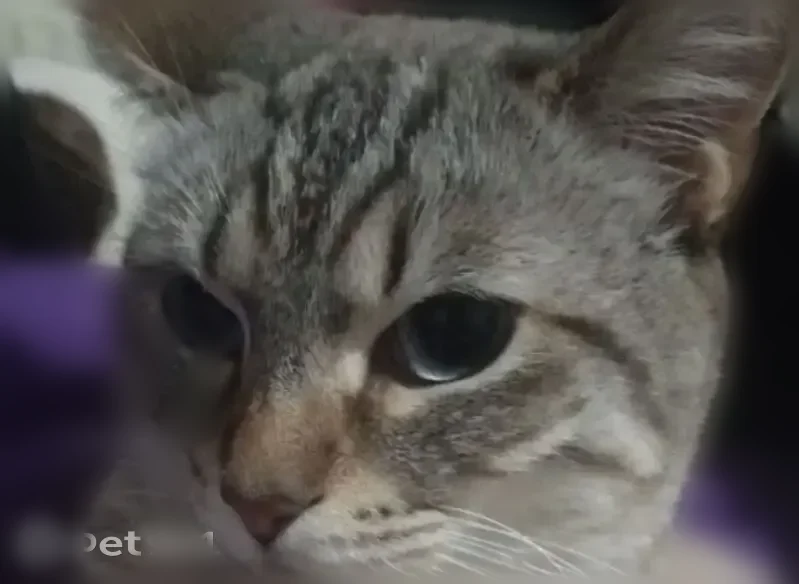 Пропала кошка, 10, Ангарск, Ангарск — не любит чужих людей - photo