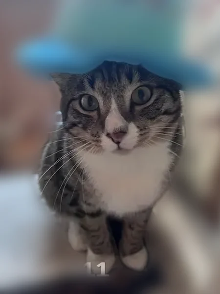 Пропала кошка, улица Батурина, 15, Красноярск — 10 месяцев, крупная, пугливая - photo
