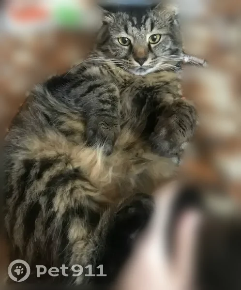 Пропала кошка, Ореховая улица, 11, Находка — коричневого цвета в полосочку, пугливая - photo