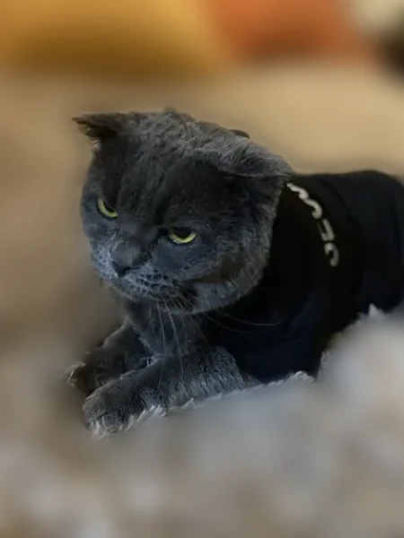 Пропала кошка, улица Дзержинского, 22, Ноябрьск — серая шерсть, медовые глаза - photo