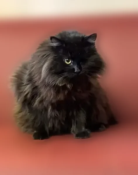 Пропала кошка, Бердский тупик, 10 к1, Новосибирск — чёрная, с одним глазом, коротким хвостом, очень пушистая - photo