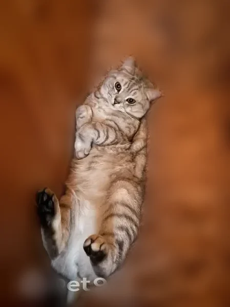 Пропала кошка, Станционная улица, Черкизово — кот, 1,7 года, ласковый - photo