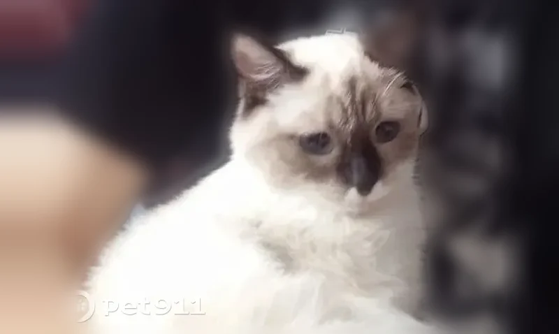 Пропала кошка, Междуреченская улица, 1Ж, Воронеж — очень пугливая, бирманская порода - photo