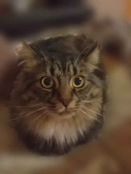 Пропала кошка, улица Строителей, 8, Пермь — сибирская, зелено-жёлтые глаза - photo