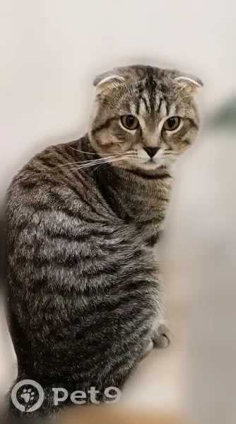 Пропала кошка, Школьный переулок, 13, Волгоград — молодой кот Митя - photo