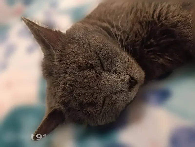 Пропала кошка, Ровная улица, 27, Нижний Новгород — котик, русский голубой, 7 лет - photo