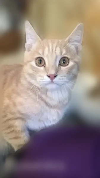 Пропала кошка, Лискинский переулок, 7, Воронеж — гиперактивный, без ошейника - photo