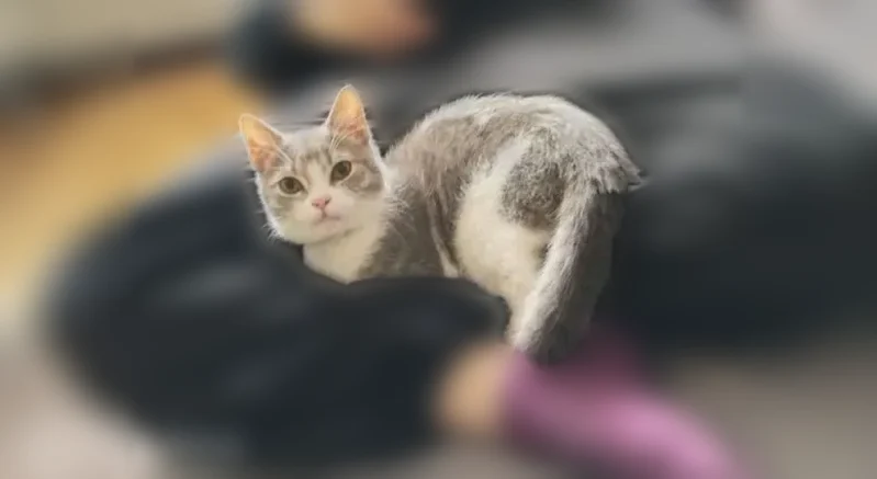 Пропала кошка, улица 5-я Линия, 19, Армавир — серо-белая, подушки лап пятнистые - photo