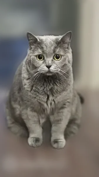 Пропала кошка, Целинная улица, 26, Троицкий — вечером ушла со двора - photo