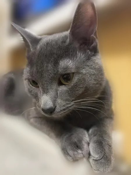 Пропала кошка, Дубининская улица, 20 с1, Москва — серый котёнок, 11 месяцев - photo