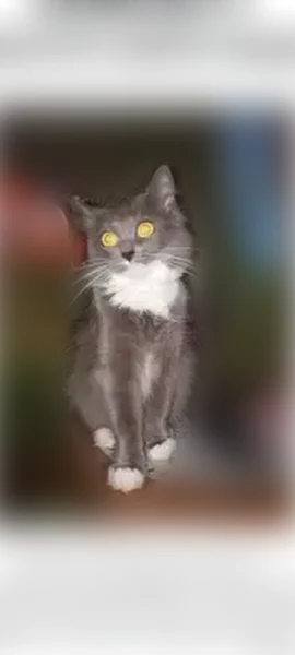 Пропала кошка, Ставропольская улица, 112, Самара — небольшого размера, домашняя, пугливая - photo
