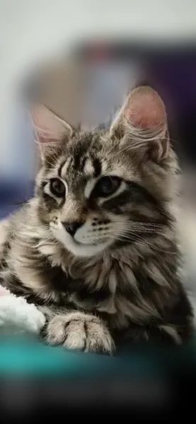 Пропала кошка, Новая улица, 11, Ягул — молодой котик 6 месяцев, мейн-кун - photo