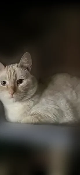 Пропала кошка, Дошкольная улица, 31, Пермь — молочный окрас, голубые глаза, надломлен кончик хвоста - photo