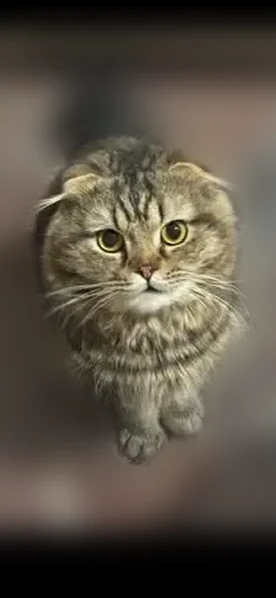 Пропала кошка, улица Мира, 112, Пермь — шотландский вислоухий кот, прихрамывает на переднюю левую лапку - photo