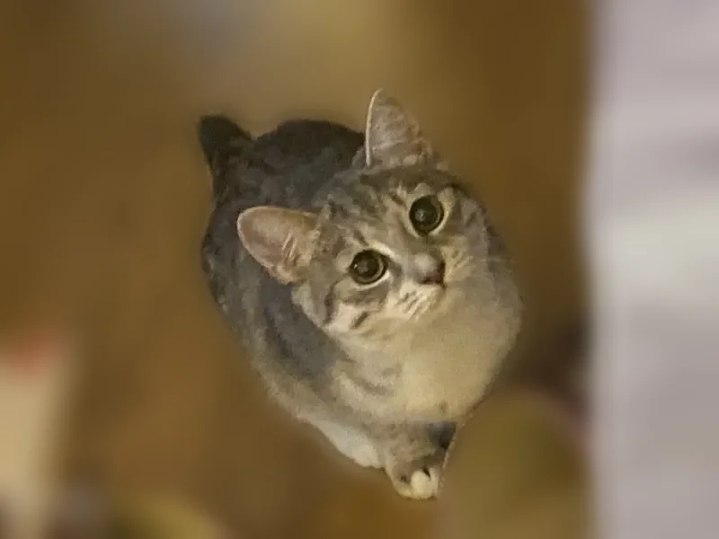 Пропала кошка, Мелеузовская улица, 17, Уфа — маленькая, на кличку Синди отзывается - photo