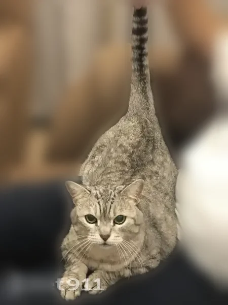 Пропала кошка, 132, Московская область, Одинцовский — серая пятнистая с полосками, домашняя - photo