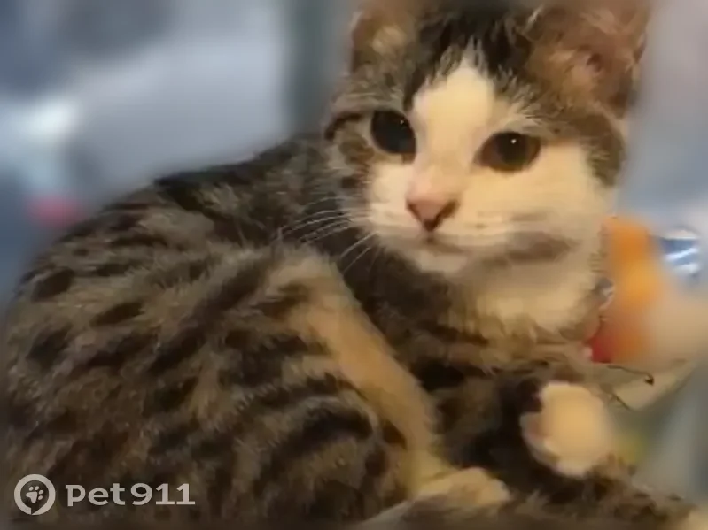 Пропала кошка, Харьковская улица, 3 к8, Москва — Милка, 2 года, очень добрая - photo