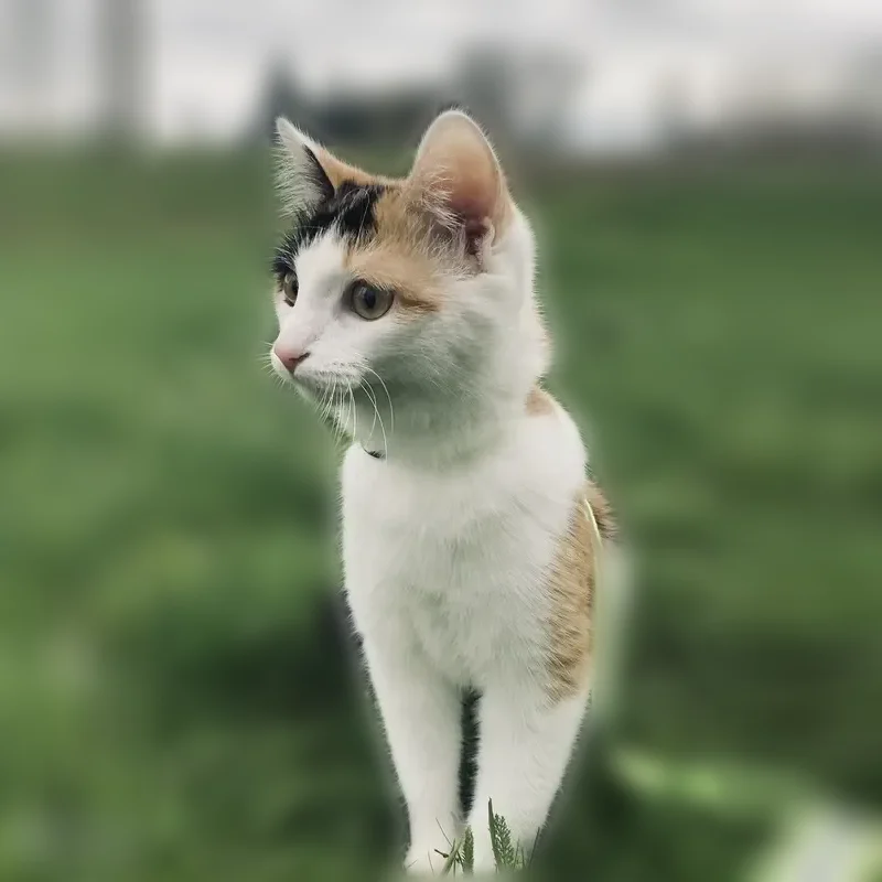 Пропала кошка, улица 30 лет Победы, 168, Балашов - photo