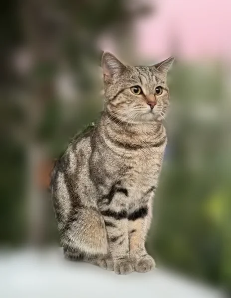 Пропала кошка, Советская улица, Новочебоксарск - хромает на переднюю левую лапу, мраморный окрас - photo