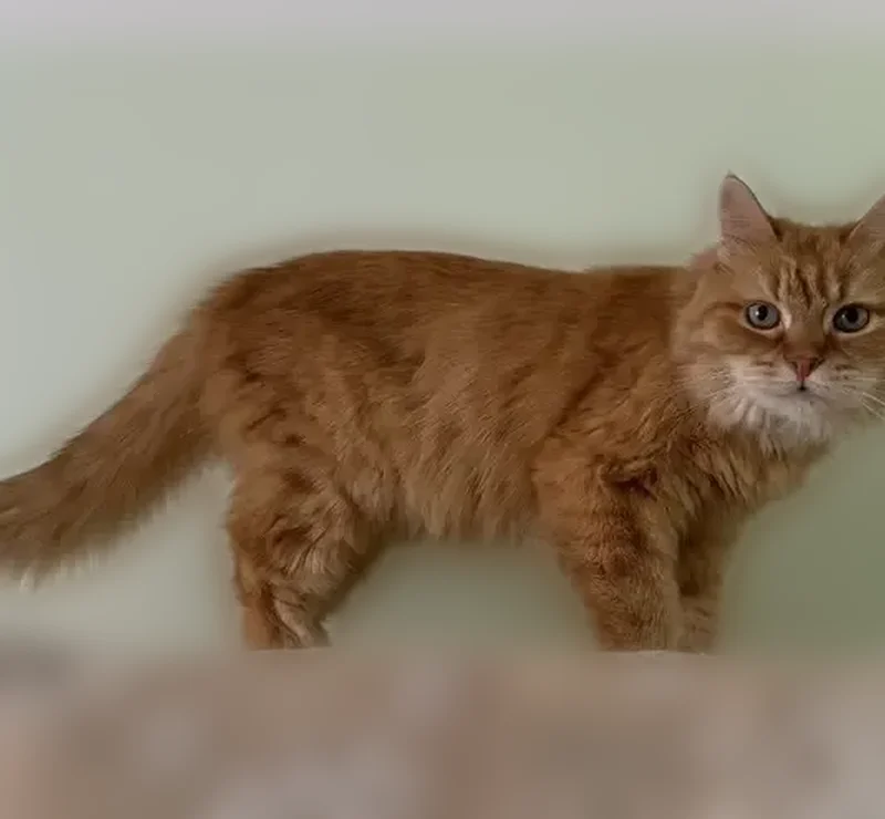 Пропала кошка, улица Максима Горького, 14, Ревда — рыжая, зелёные глаза, домашний кот - photo