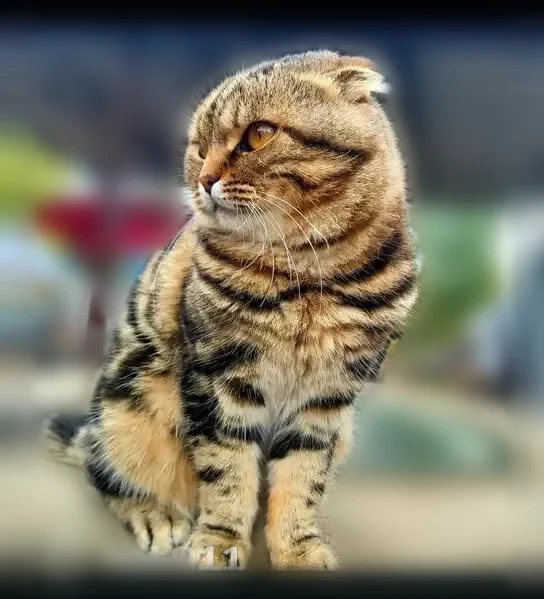 Пропала кошка, Черкизово (пушкинский Р-н), Московская область — коричневый с чёрными полосками, ласковый - photo