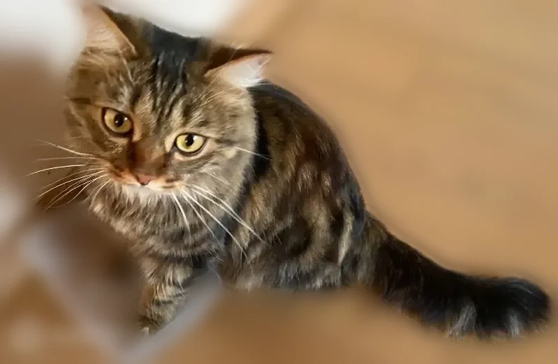 Пропала кошка, улица Куйбышева, 2, Нижний Тагил — коричнево-серая с чёрным рисунком, пушистая - photo