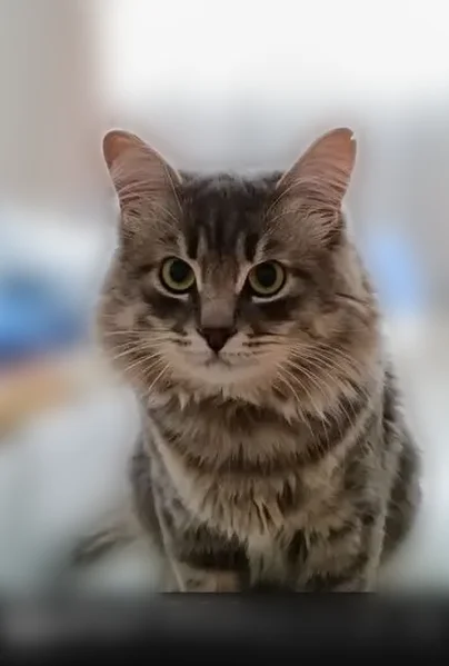 Пропала кошка, Цветочная улица, Клинцы — на шее синий ошейник - photo