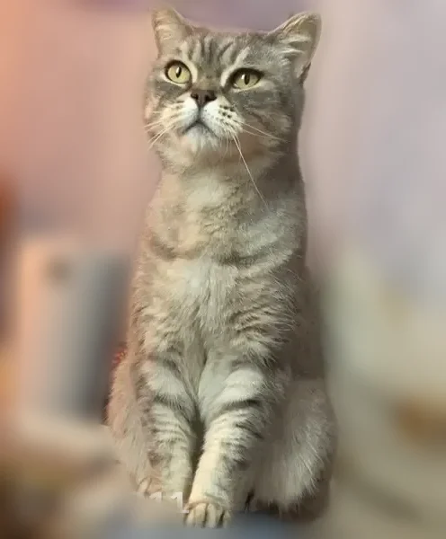 Пропала кошка, Ивановская улица, 15, Коломна — взрослый кот шотландец, серый, жёлтые глаза - photo