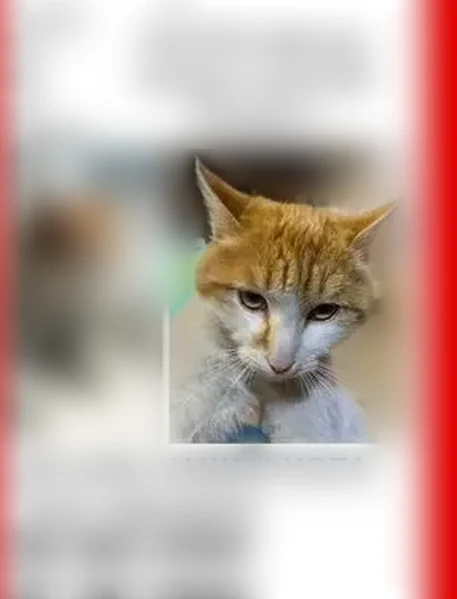 Пропала кошка, Краснодонская улица, Улан-Удэ — бело-рыжая шерсть, коту год - photo