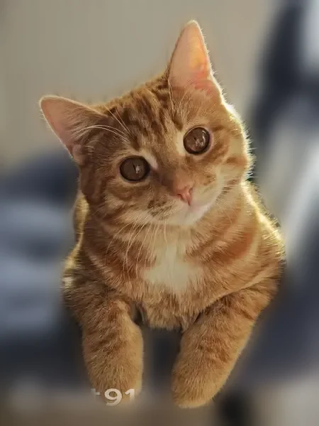 Пропала кошка, Винницкая улица, 4, Челябинск — рыжий котик, жёлтые глаза, короткая шерсть - photo