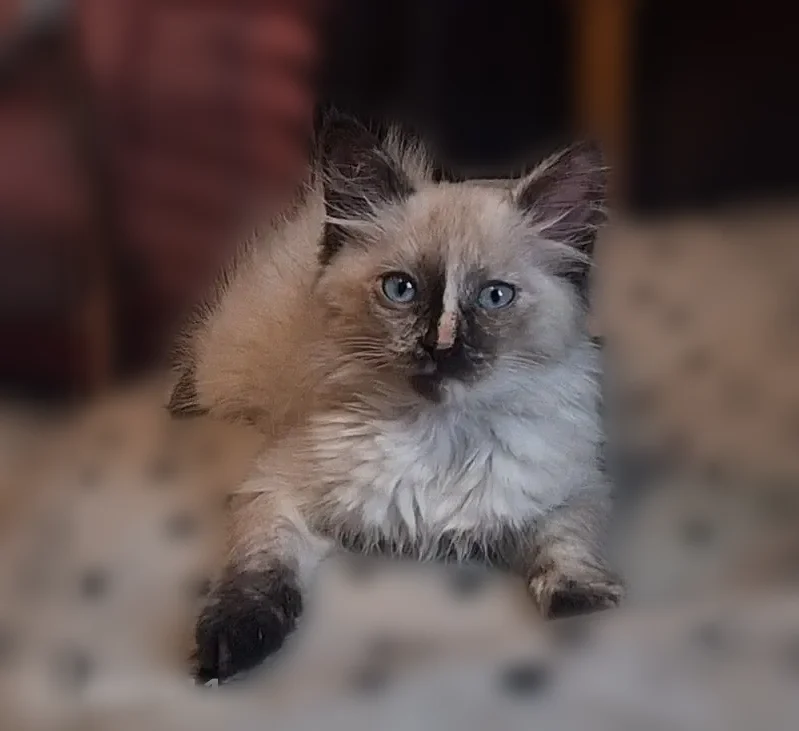 Пропала кошка, Изобильная улица, 22, Волгоград — маленький котенок с голубыми глазами - photo