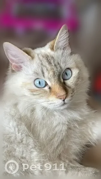 Пропала кошка, Конечная улица, 7 к1, Улан-Удэ - бело-серая, с рыжими ушами, носом и лапками - photo