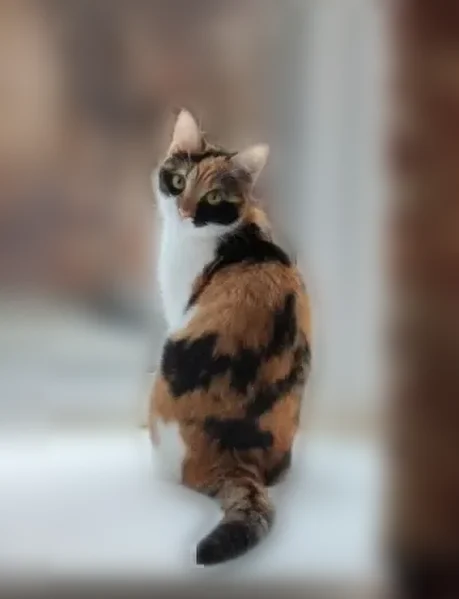 Пропала кошка, Студенческий переулок, 3, Самара — трёхцветная Банси - photo