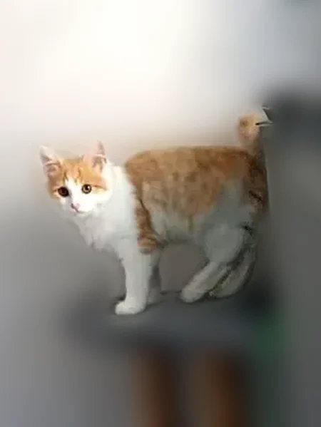 Пропала кошка, 1, Казань — белорыжий, кривой хвост от рождения - photo