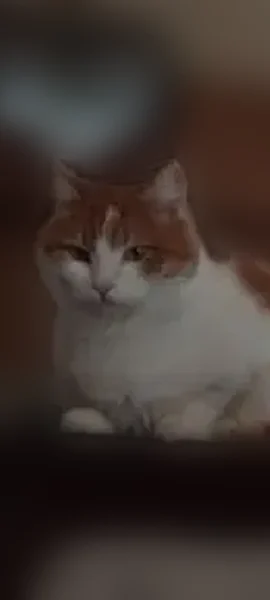 Пропала кошка, Ядринцевская улица, 16, Новосибирск — рыжий котик, очень спокойный - photo