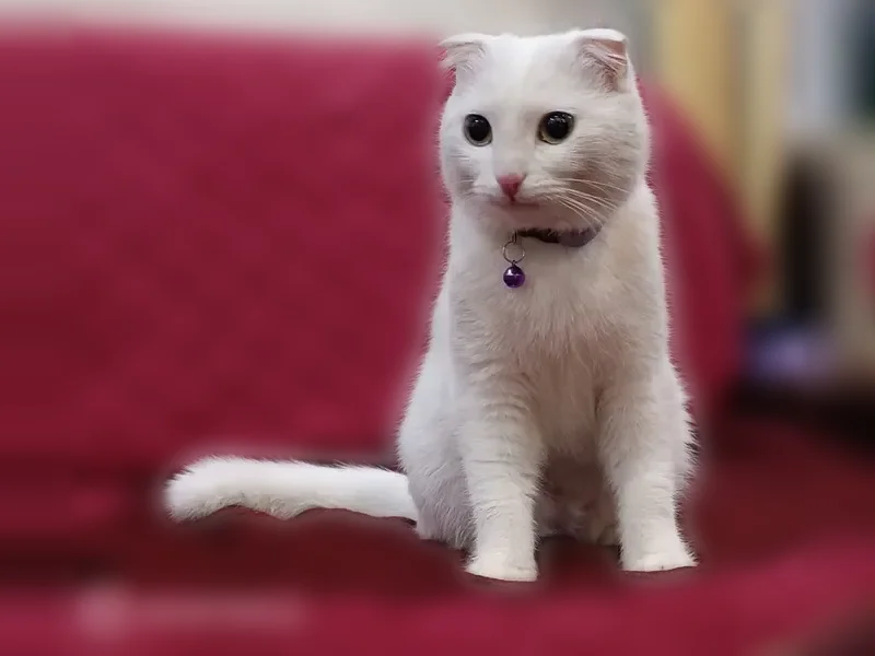 Пропала кошка, Транспортная улица, 3, Буй — полностью белая, глухая, с фиолетовым ошейником - photo