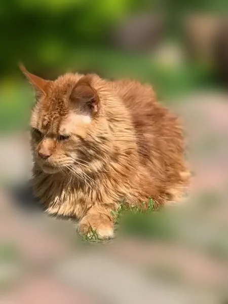 Пропала кошка, Рыбаки, Московская область — кот мейнкун, крупный, рыжий - photo
