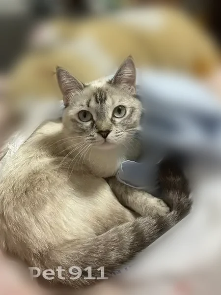 Пропала кошка, улица Щорса, 10, Тюмень — маленькая, худенькая, пугливая - photo