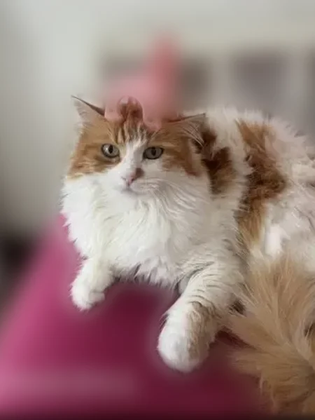 Пропала кошка, Рощинская улица, 6, Краснодар — пушистая, с зелёными глазами - photo