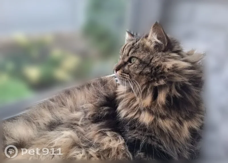 Пропала кошка, 5-й Кленовый переулок, 2/1, городской округ Курск, Курск — отзывается на Тишу, метис, 6 лет - photo