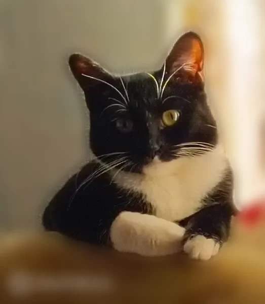 Пропала кошка, улица Козуева, 10, Кострома — чёрно-белая, очень домашняя, год - photo