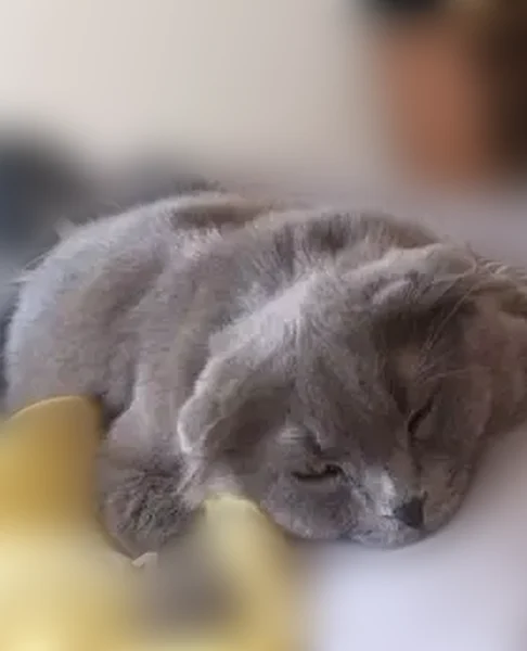 Пропала кошка, 27, Кострома — очень ручная, вислоухая - photo