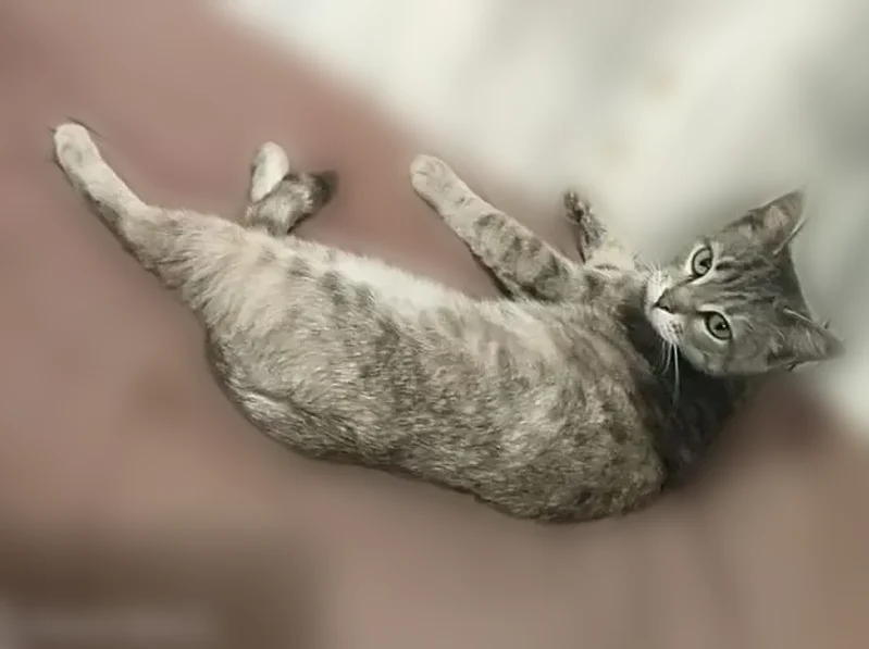 Пропала кошка, Корпиковское шоссе, 9, Гатчина — глаза зелёные - photo