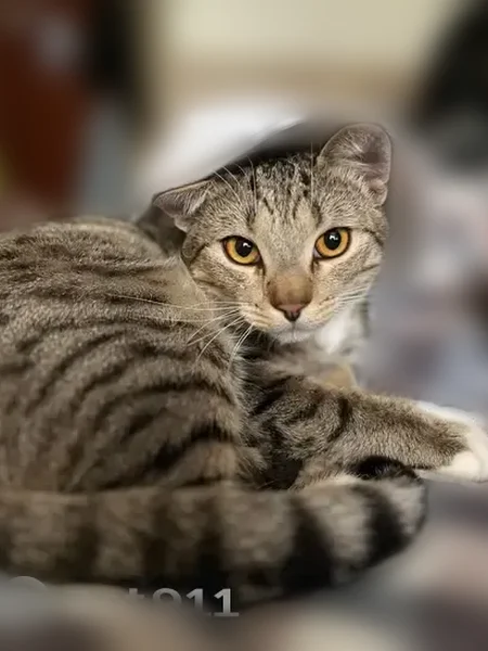 Пропала кошка, улица Мориса Тореза, 134, Самара - photo